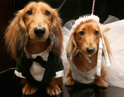 Dachshunds dressed for the occasion, Clifford, left, and his cousin Dee Dee, wait to take part in the most expensive wedding for pets Thursday July 12, 2012 in New York. The black-tie fundraiser, where two dogs were 
